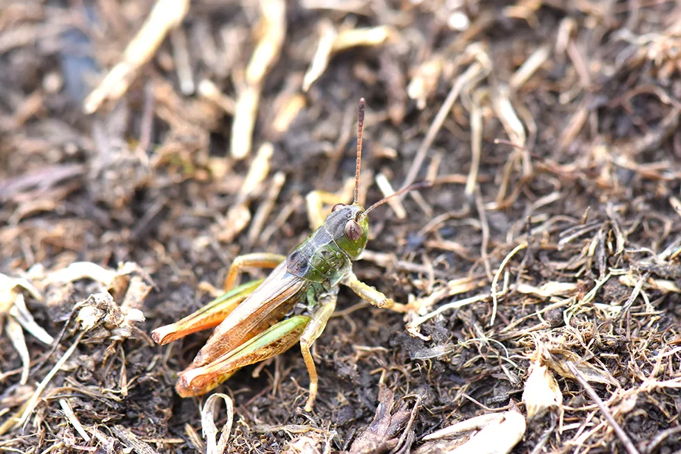 Ülkemize Endemik Yeni Bir Çekirge Cinsi Keşfedildi