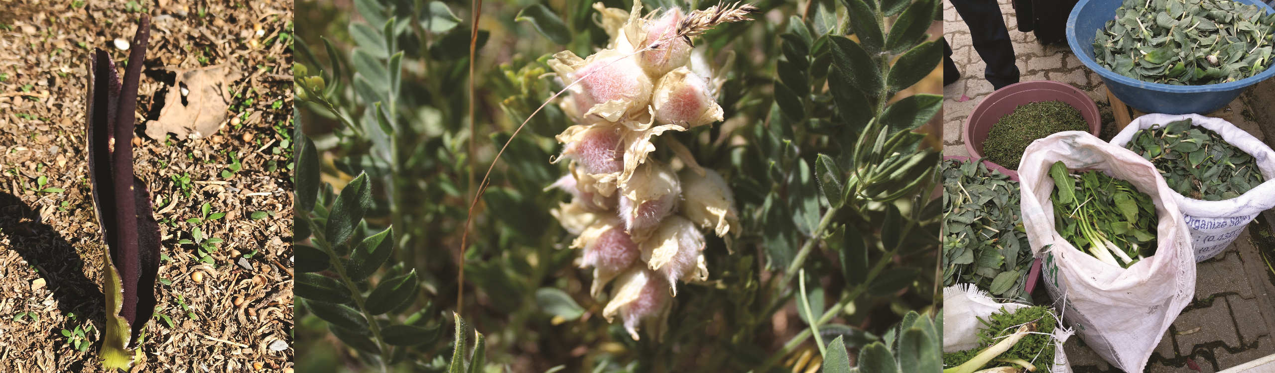 Biarum bovei Astragalus davisii