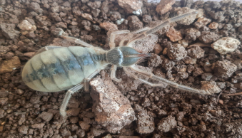 Öğretim Üyemiz Tarafından Yeni Böğü Türü Keşfedildi - Resim 1