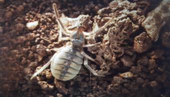Yeni Tür (Galeodes hakkariensis, Erdek, 2021)